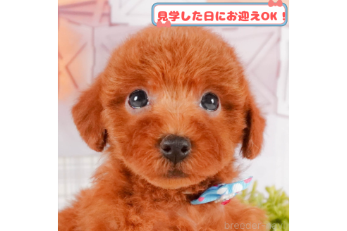 成約済の神奈川県のトイプードル-376058の1枚目